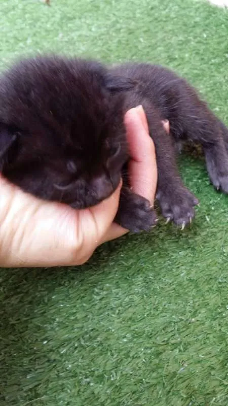 Gato ra a SRD idade Abaixo de 2 meses nome nao tem nome