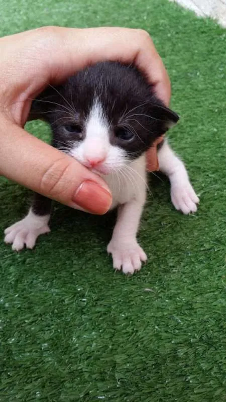 Gato ra a SRD idade Abaixo de 2 meses nome nao tem nome