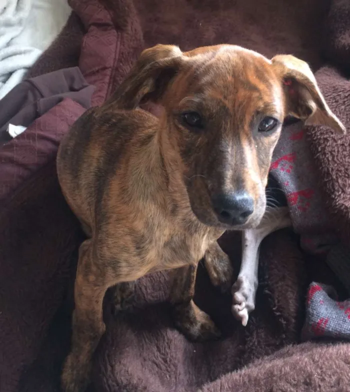 Cachorro ra a mestiça de salsicha idade 2 a 6 meses nome PAGU