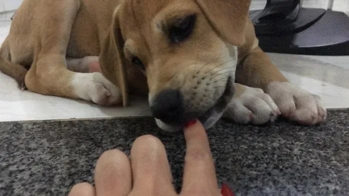 Cachorro ra a Mestiça idade 2 a 6 meses nome Leona