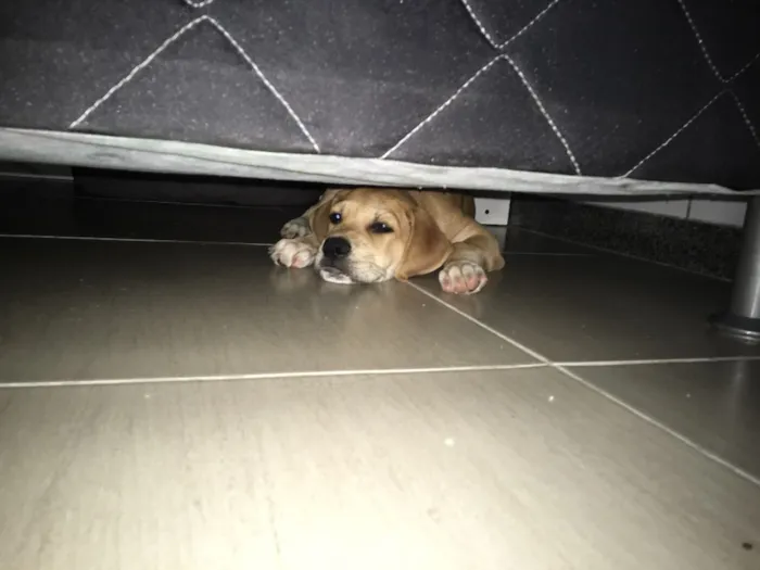 Cachorro ra a Mestiça idade 2 a 6 meses nome Leona