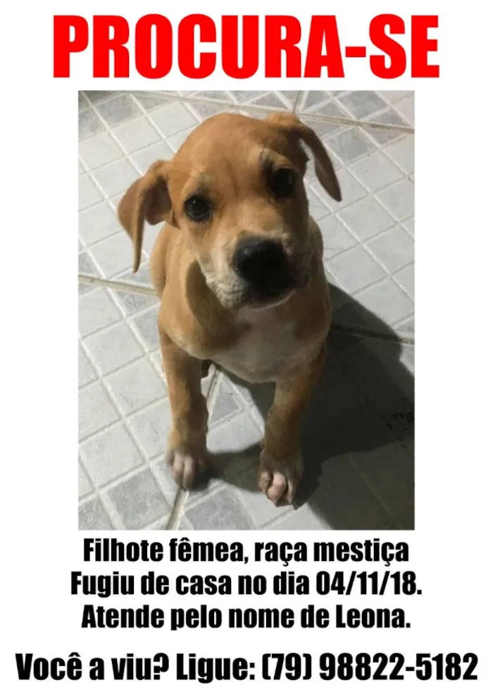 Cachorro ra a Mestiça idade 2 a 6 meses nome Leona