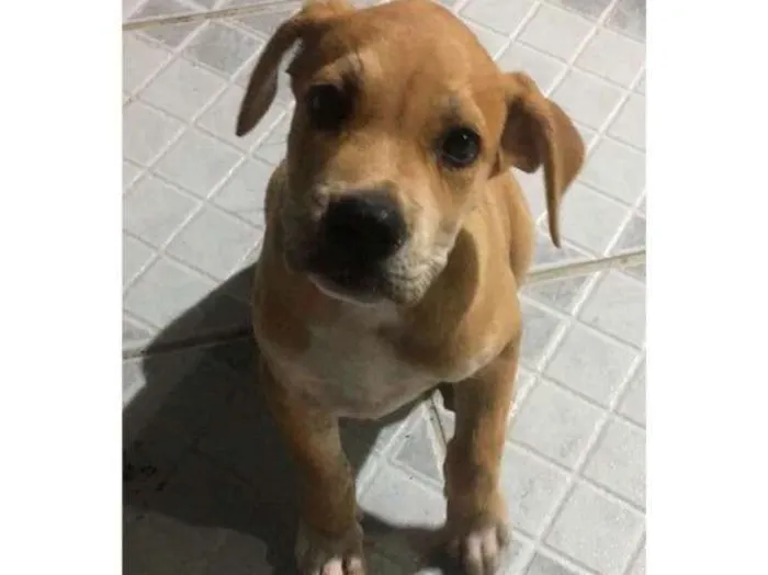 Cachorro ra a Mestiça idade 2 a 6 meses nome Leona