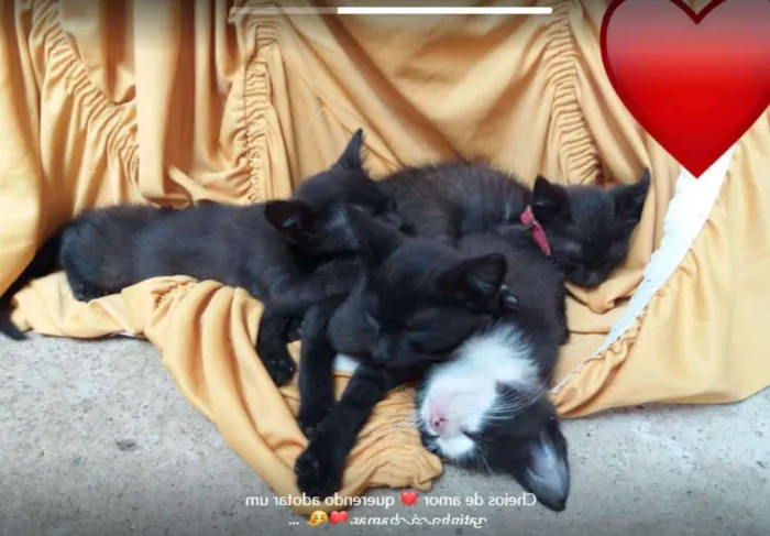 Gato raça  idade Abaixo de 2 meses nome sem nome 