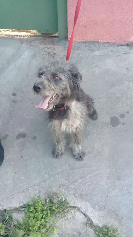 Cachorro ra a SRD idade 3 anos nome COTOCO