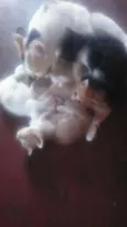 não tem