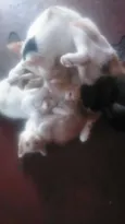 não tem