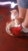 não tem