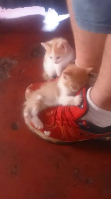 Gato ra a não entendo de raça de gatos idade Abaixo de 2 meses nome não tem