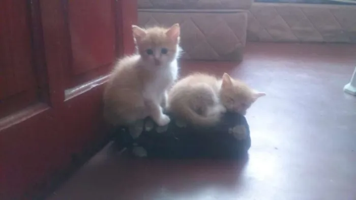 Gato ra a não entendo de raça de gatos idade Abaixo de 2 meses nome não tem
