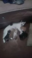 não tem