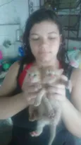 não tem