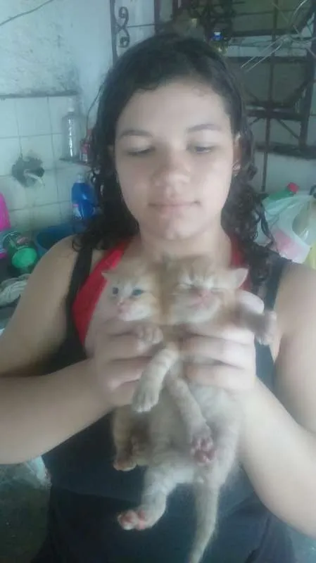 Gato ra a não entendo de raça de gatos idade Abaixo de 2 meses nome não tem