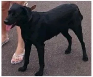 Cachorro raça SRD idade 6 ou mais anos nome ATHENA