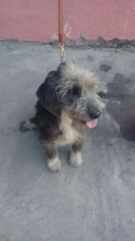 Cachorro ra a SRD idade 3 anos nome ORELHÃO 