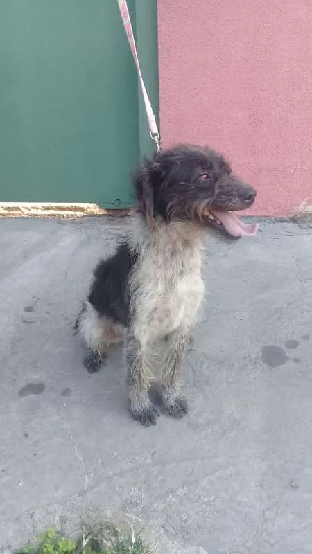 Cachorro ra a SRD idade 3 anos nome PRINCIPE