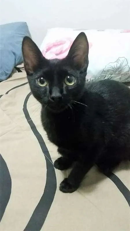 Gato ra a Viralata idade 2 a 6 meses nome Puma