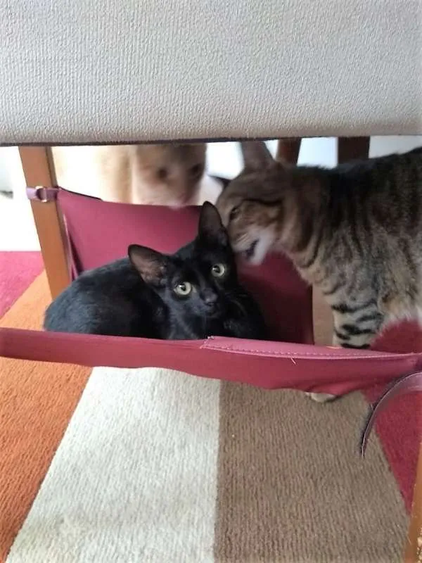 Gato ra a Viralata idade 2 a 6 meses nome Puma