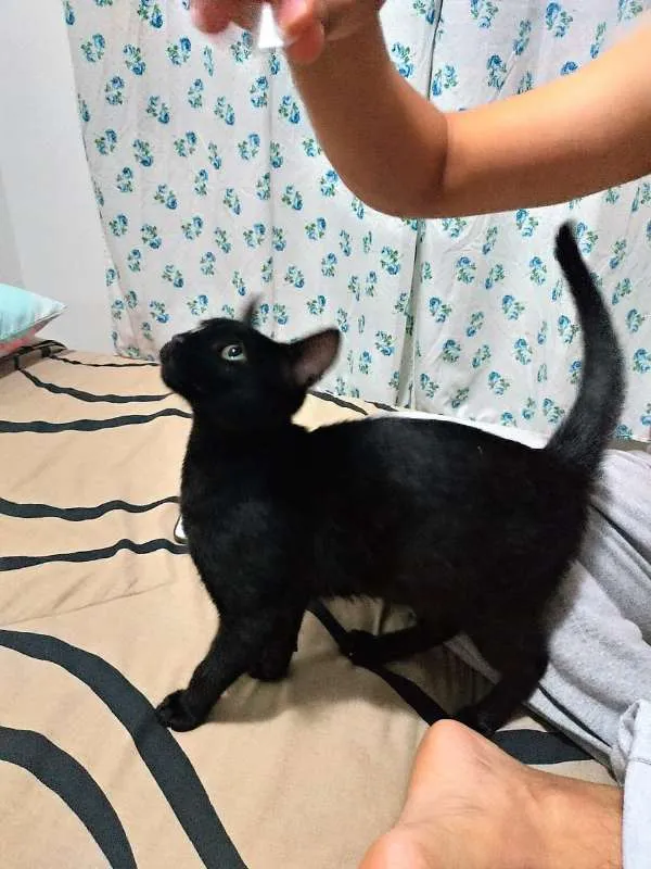 Gato ra a Viralata idade 2 a 6 meses nome Puma