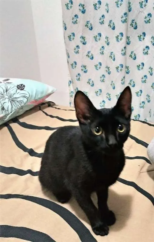 Gato ra a Viralata idade 2 a 6 meses nome Puma