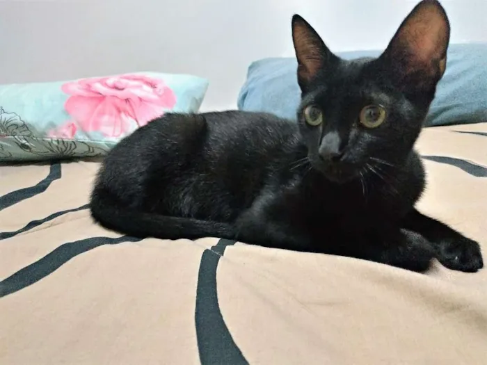 Gato ra a Viralata idade 2 a 6 meses nome Puma
