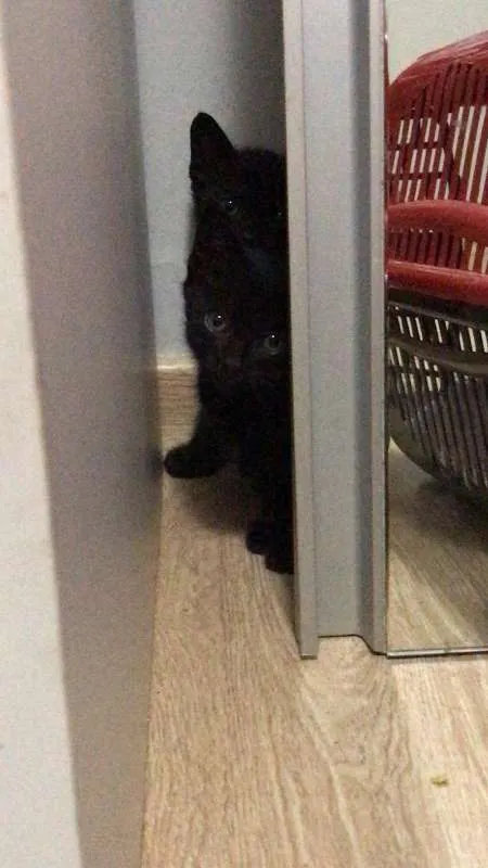 Gato ra a  idade Abaixo de 2 meses nome Bruce, Petit,T'Chala
