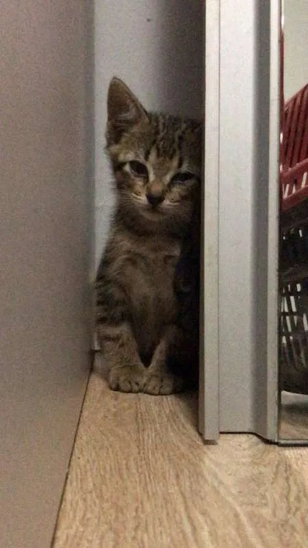 Gato ra a  idade Abaixo de 2 meses nome Bruce, Petit,T'Chala