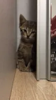 Bruce, Petit,T