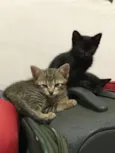 Bruce, Petit,T