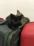 Bruce, Petit,T