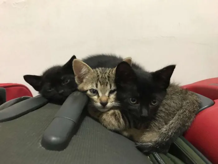 Gato ra a  idade Abaixo de 2 meses nome Bruce, Petit,T'Chala