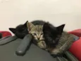 Bruce, Petit,T