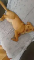 Nina