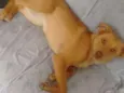 Nina