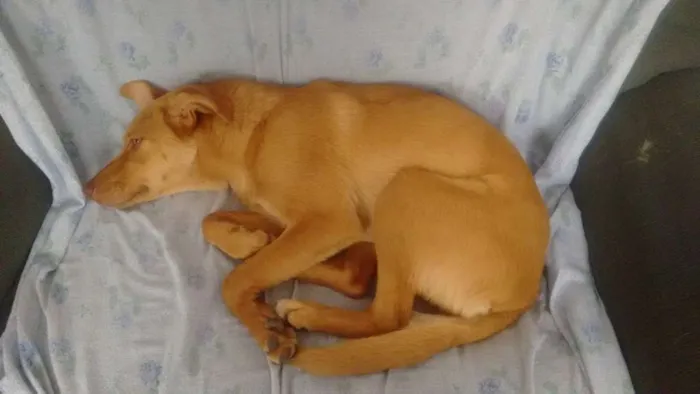 Cachorro ra a  idade 7 a 11 meses nome Nina