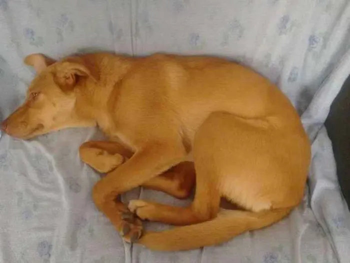 Cachorro ra a  idade 7 a 11 meses nome Nina