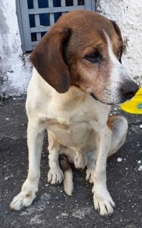 Cachorro raça beagle idade 5 anos nome Leleco