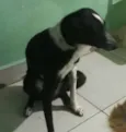 Cachorro raça srd idade 1 ano nome DUDA