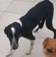 Cachorro raça srd idade 1 ano nome DUDA