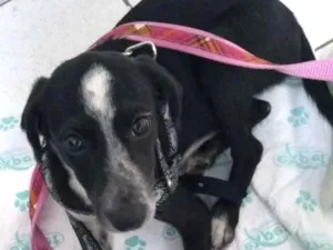 Cachorro raça srd idade 1 ano nome DUDA