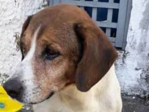 Cachorro raça beagle idade 5 anos nome Leleco