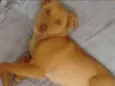 Nina