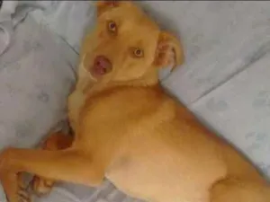 Cachorro raça  idade 7 a 11 meses nome Nina