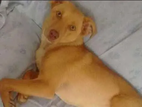 Cachorro ra a  idade 7 a 11 meses nome Nina