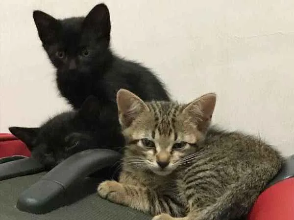 Gato ra a  idade Abaixo de 2 meses nome Bruce, Petit,T'Chala