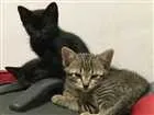 Gato raça  idade Abaixo de 2 meses nome Bruce, Petit,T'Chala
