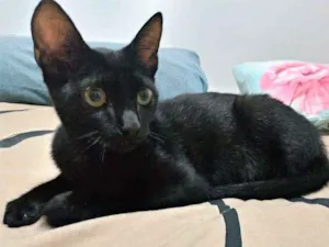 Gato raça Viralata idade 2 a 6 meses nome Puma