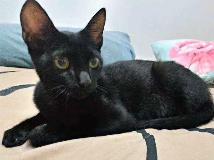 Gato ra a Viralata idade 2 a 6 meses nome Puma