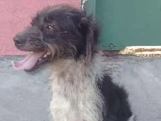 Cachorro ra a SRD idade 3 anos nome PRINCIPE