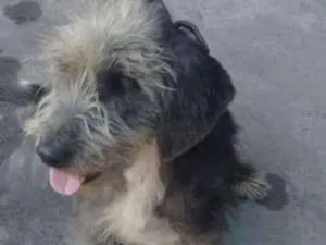 Cachorro raça SRD idade 3 anos nome ORELHÃO 